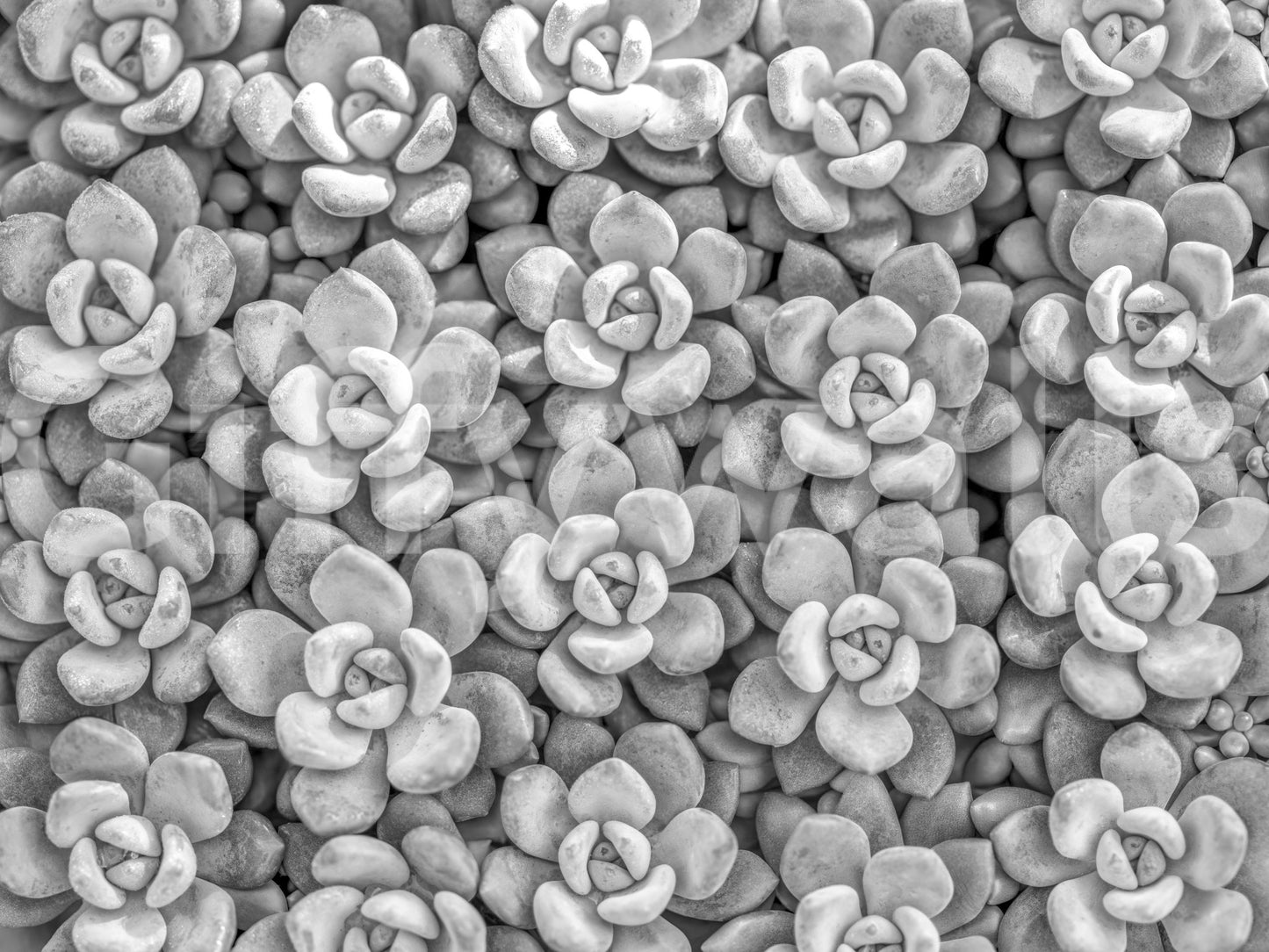 Grayscale Succulent Array Wall Mural