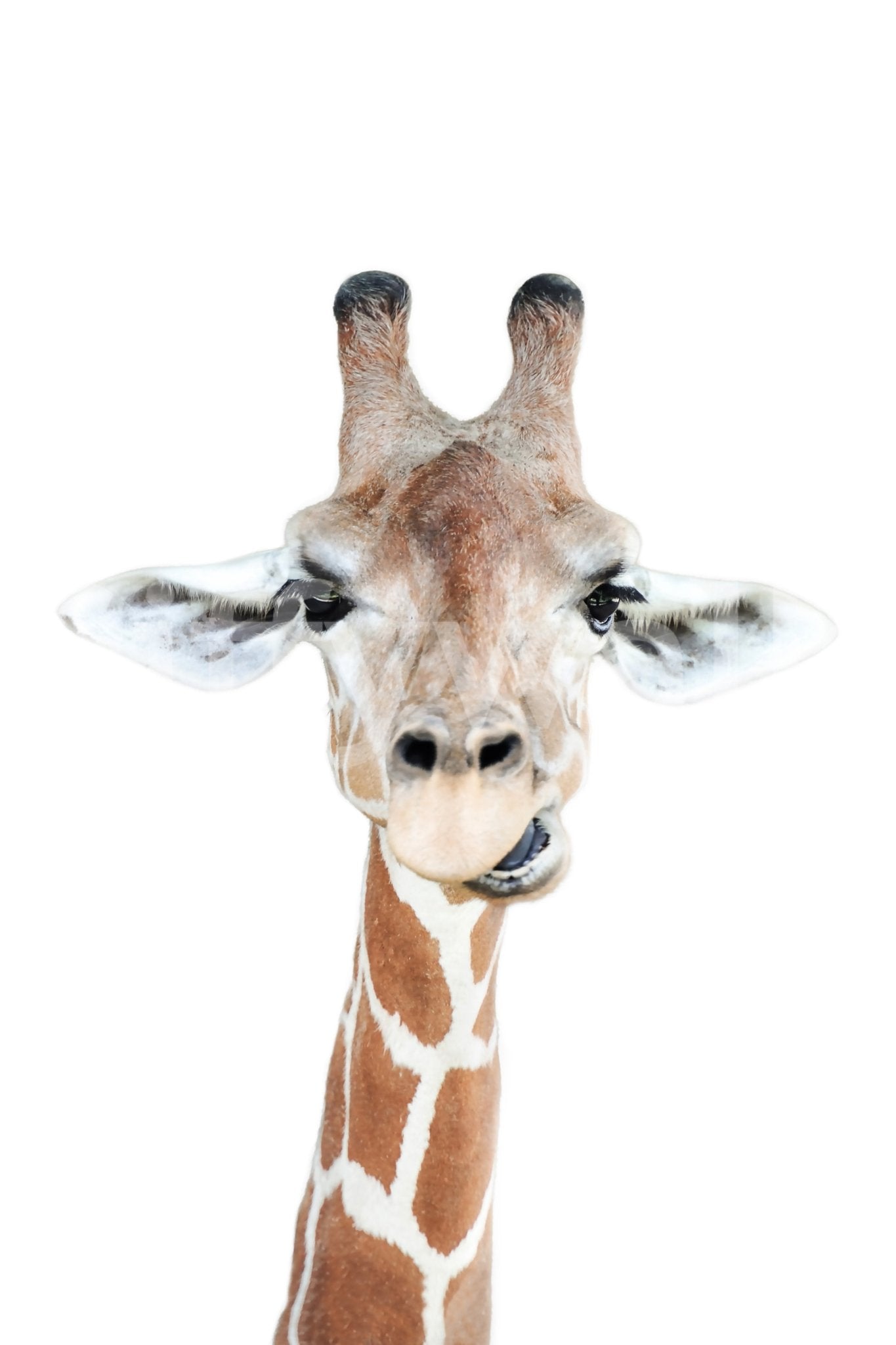 Funny giraffe face on white backdrop