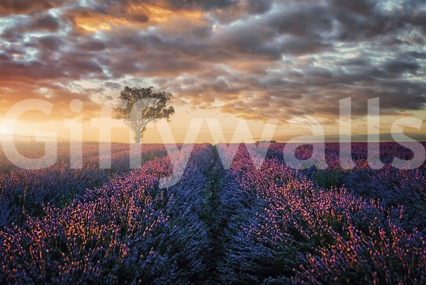 Lavender Dawn Wall Mural