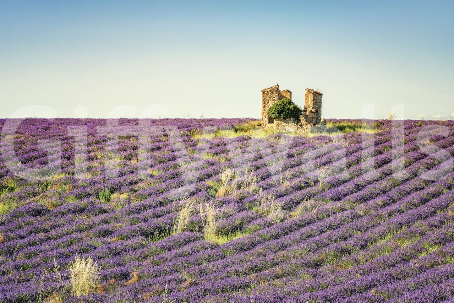 Lavender Field Sunset Wall Mural