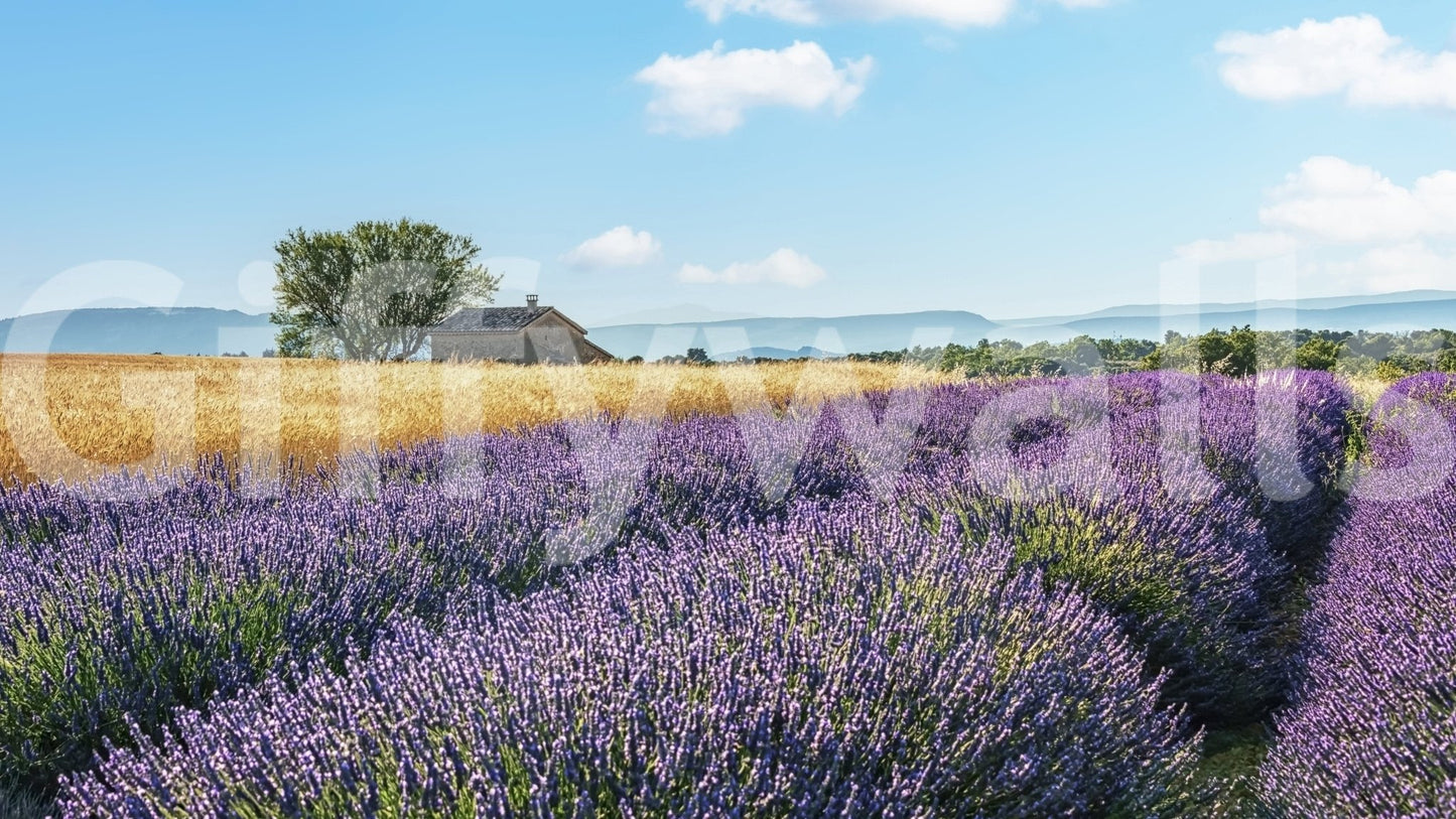 Lavender Fields Escape Wall Mural