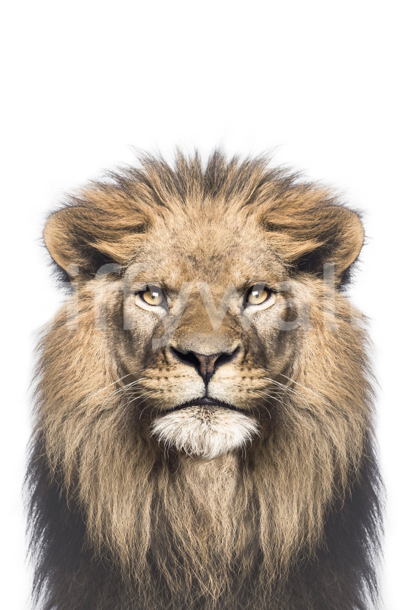Safari lion king face close-up shot
