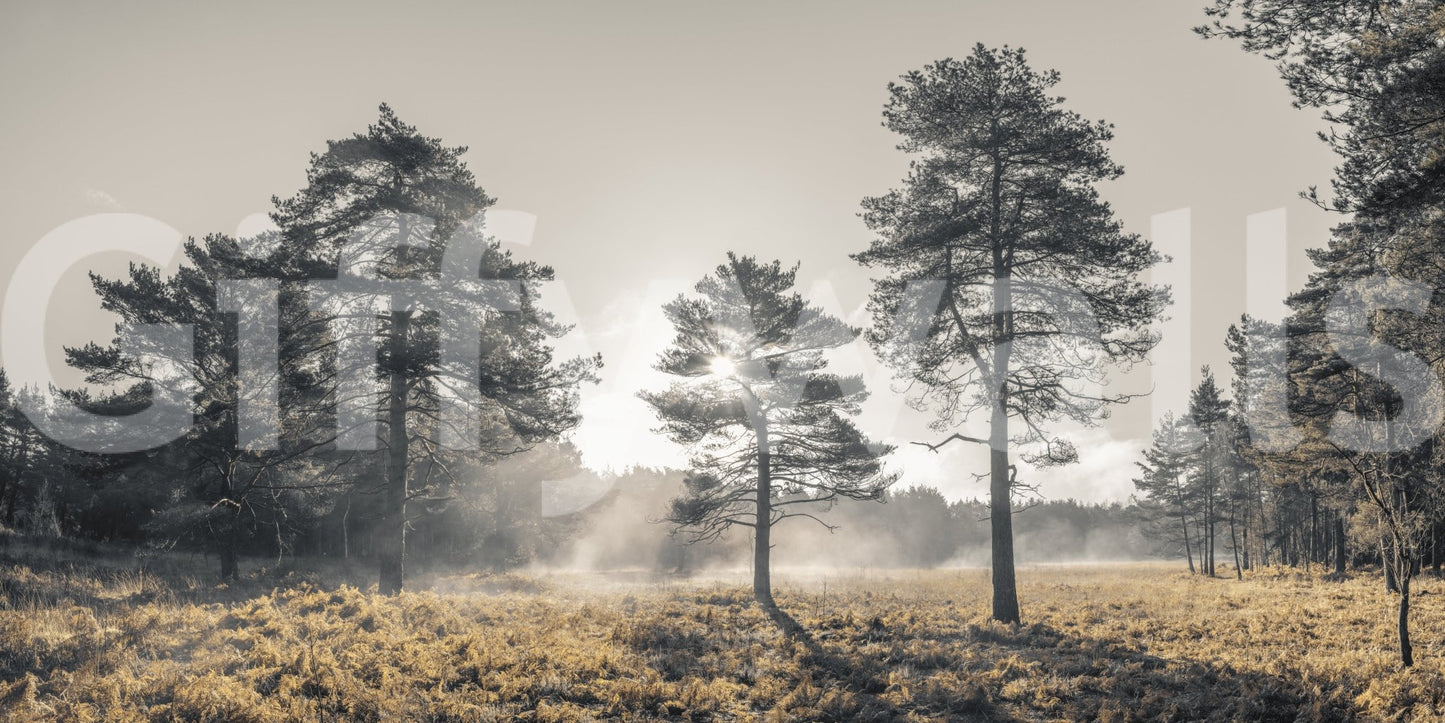 Magical Forest Ambiance Wall Mural