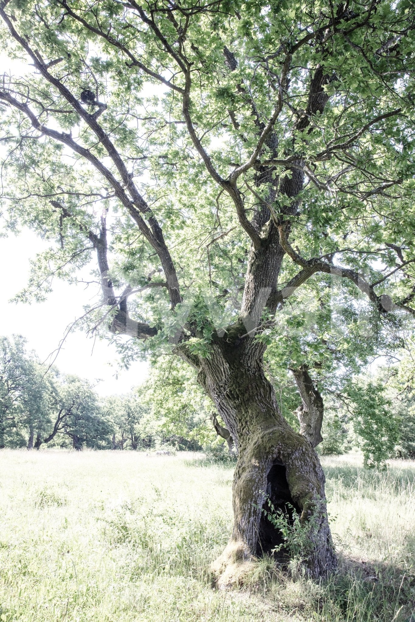 The Majestic Oak Tree mural gives the space a classic and natural feel.