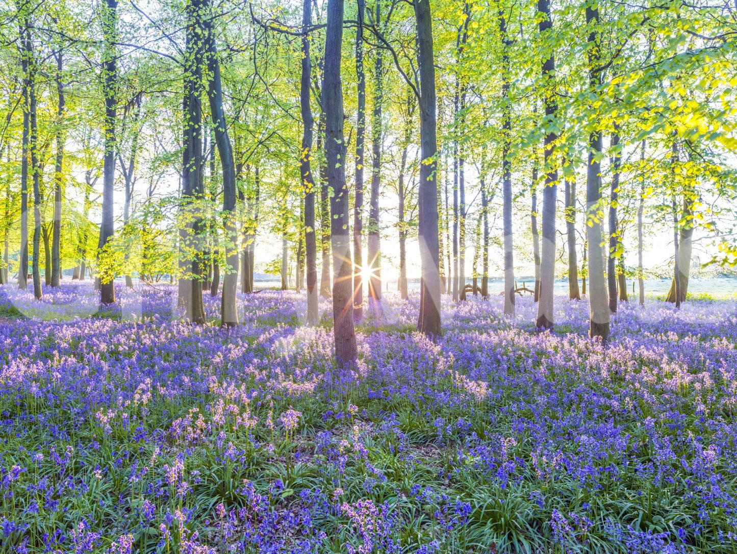 Sunlight through forest mural wallpaper