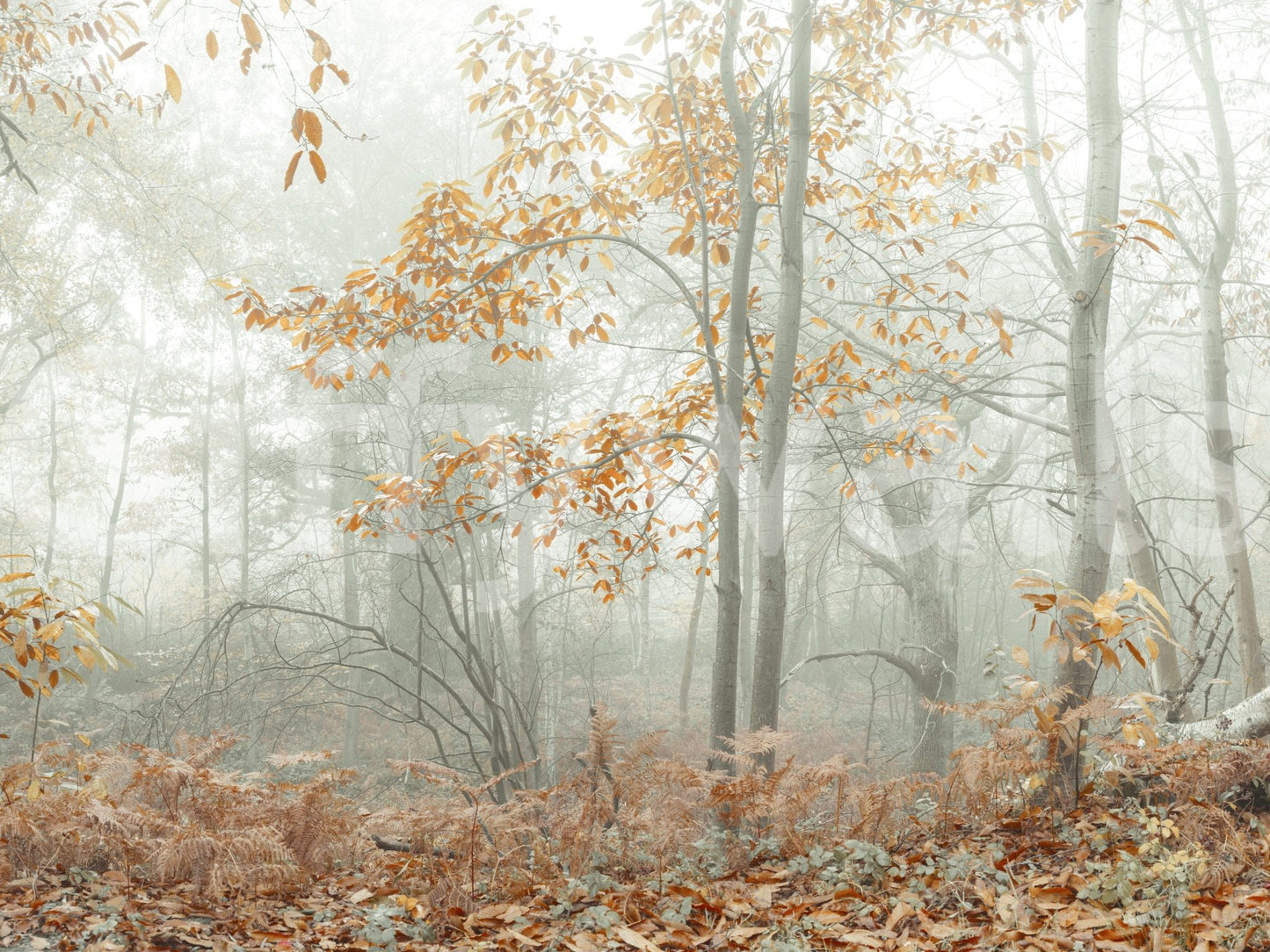 Misty Autumn Morning Wall Mural