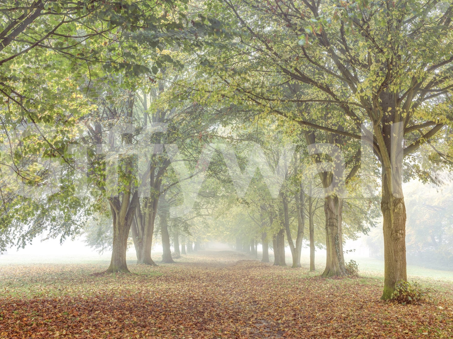 The image feels peaceful and restful.