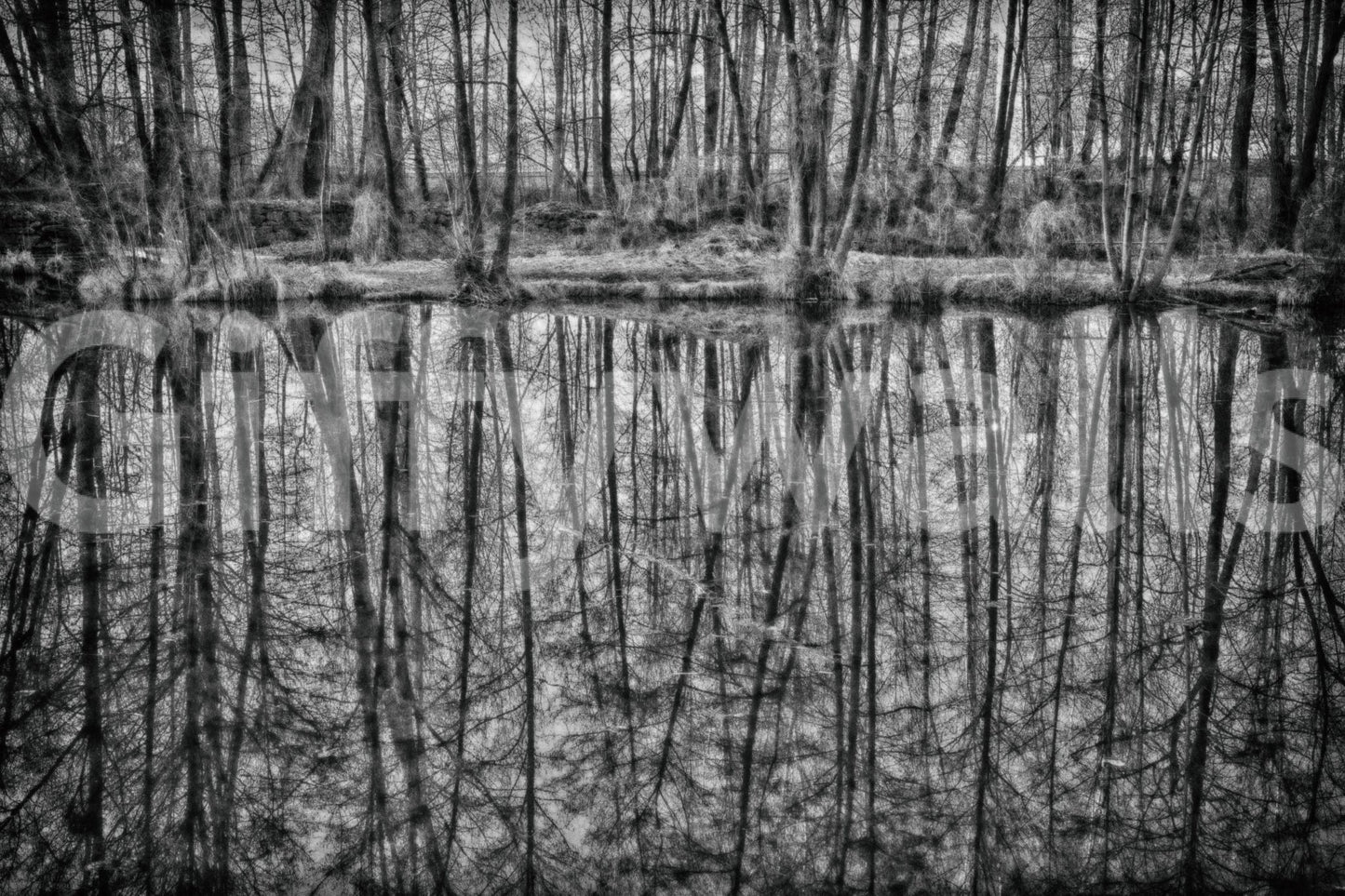 Monochrome Reflection of Trees in Serene Waters Wall Mural