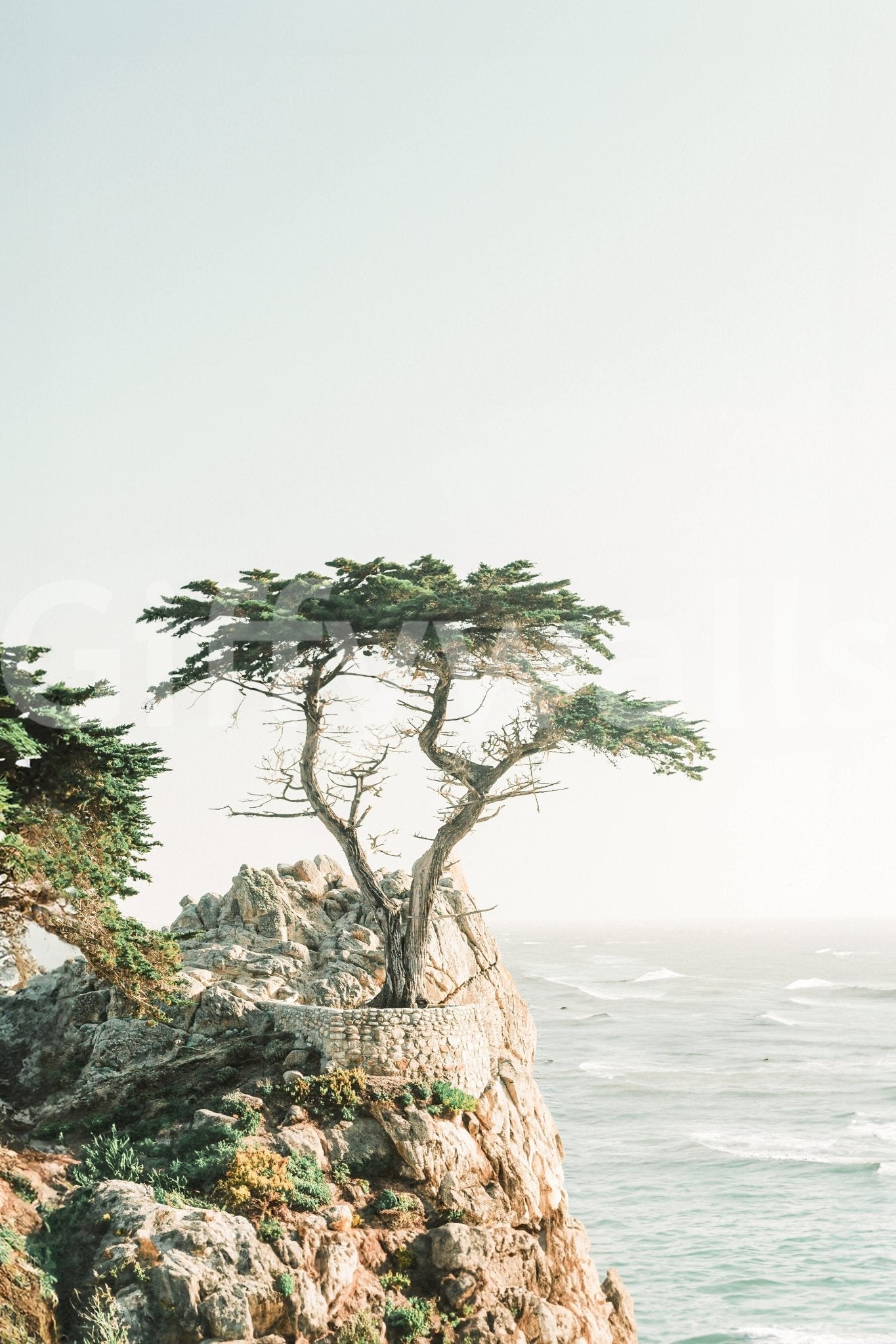 Lone cypress tree above blue sea