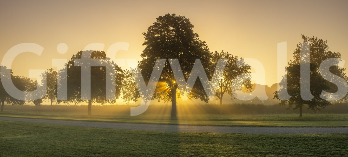 Elegant morning glow wallpaper