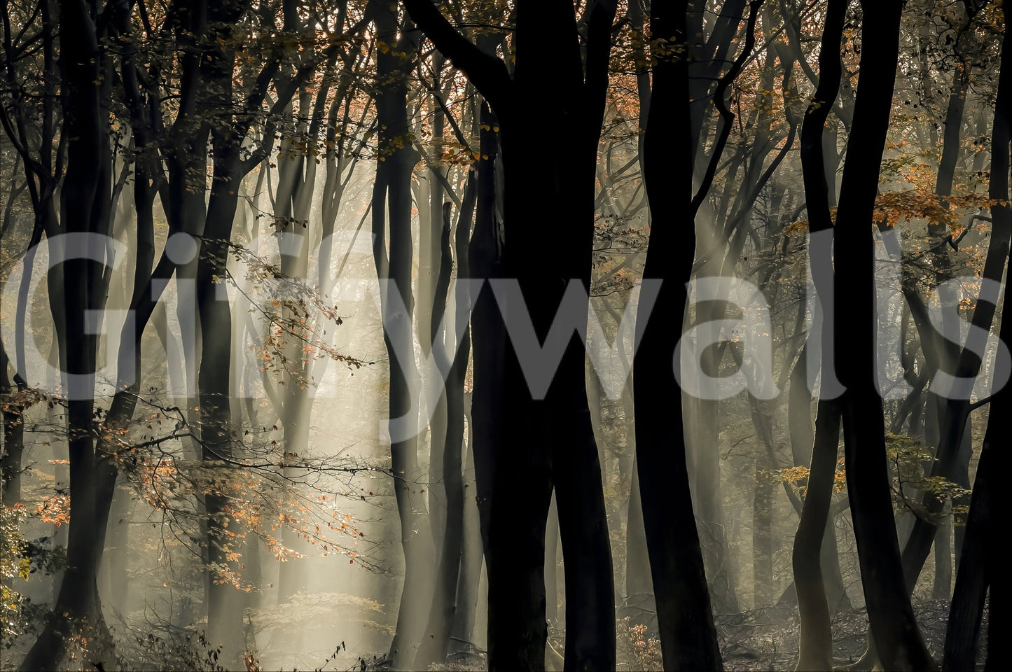 Magical forest mural, dark woods and shafts of light, unique nature art.