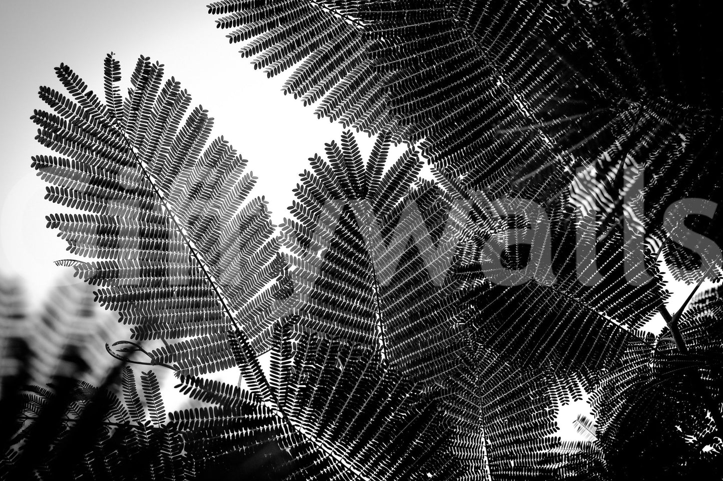 A high-quality serene geometric wall mural for walls.