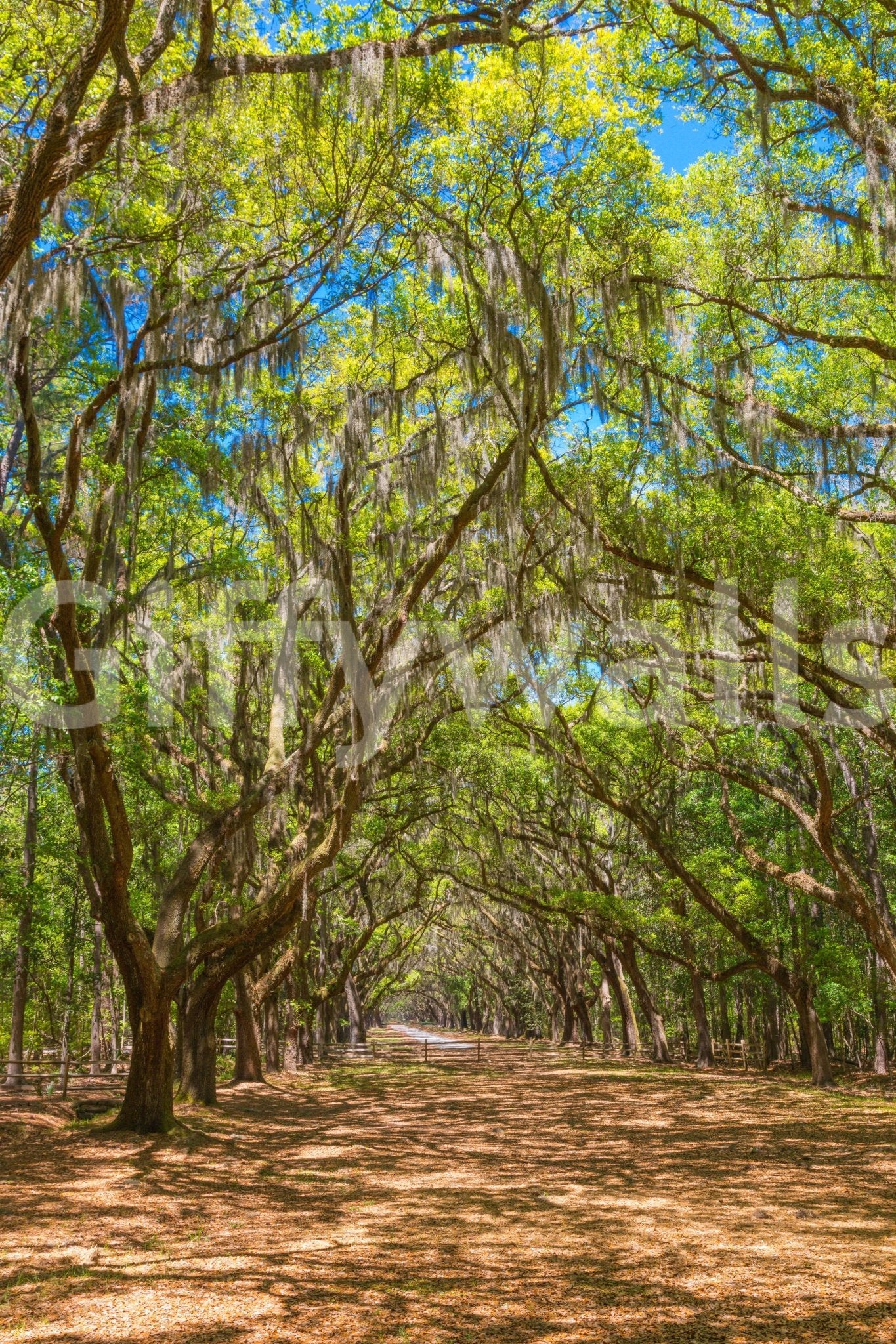 Landscape wallpaper with tall oaks