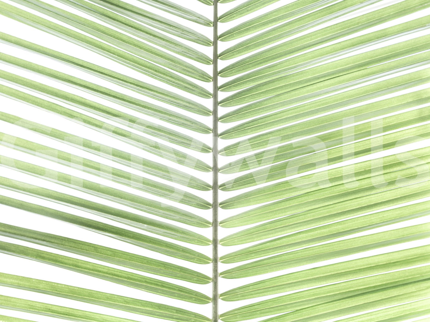 Mural wallpaper with light tropical greenery