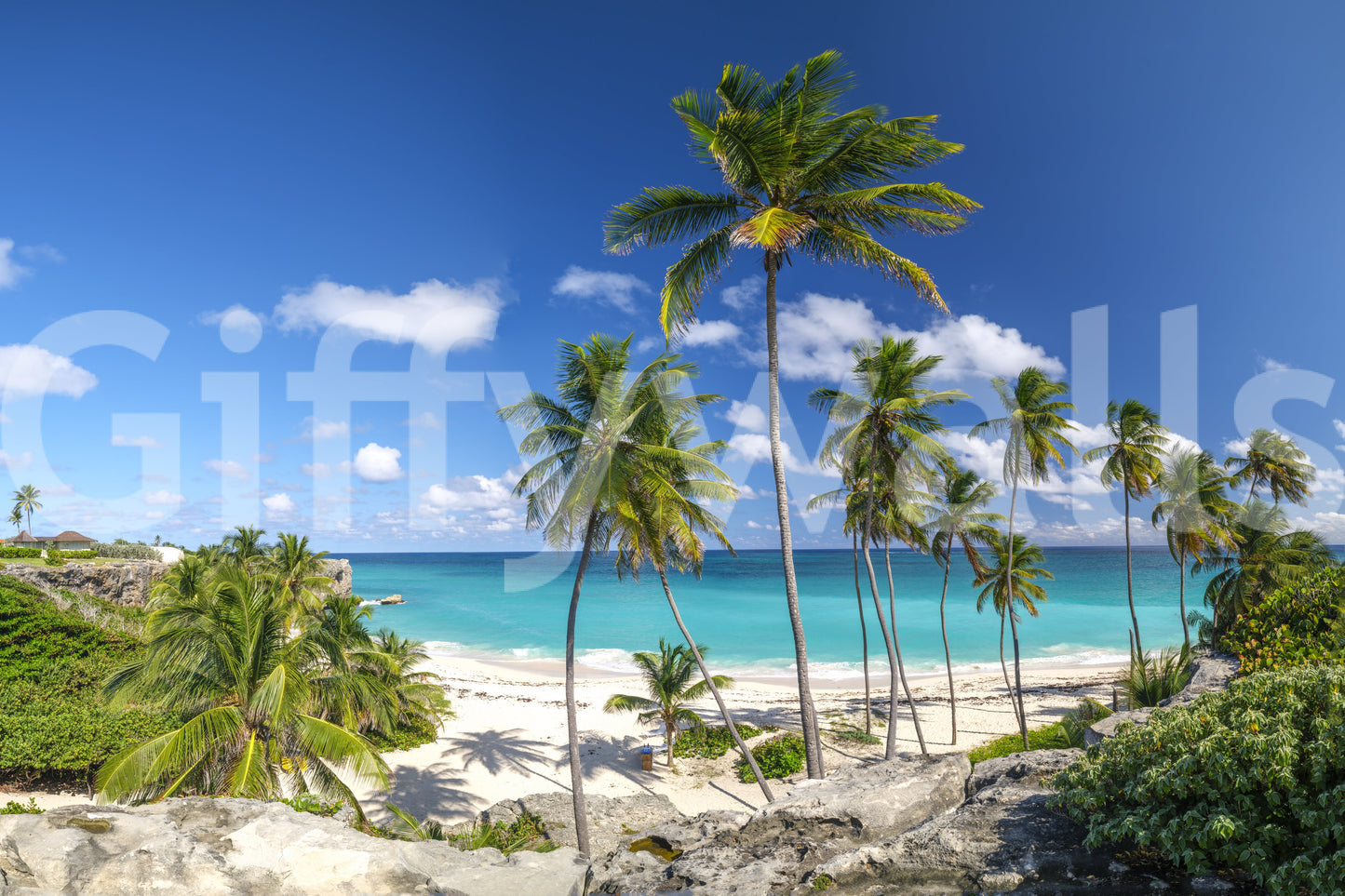 A high-quality tropical foliage wall mural for walls.