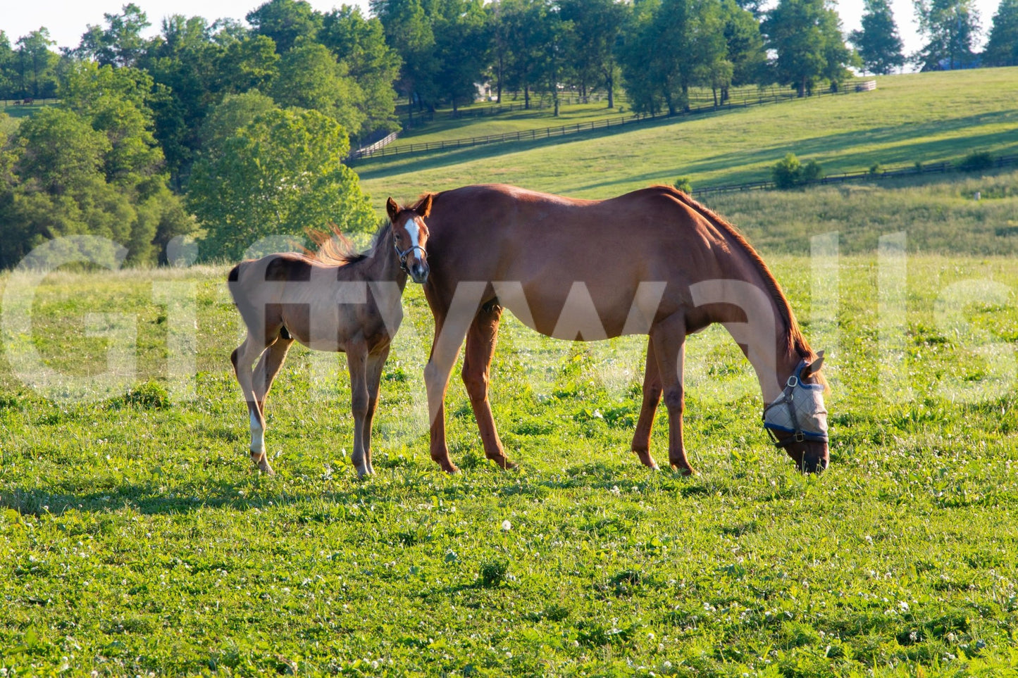 Detailed wall mural with countryside horses
