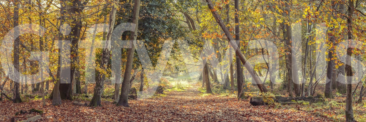 Peaceful Autumn Trail Wall Mural