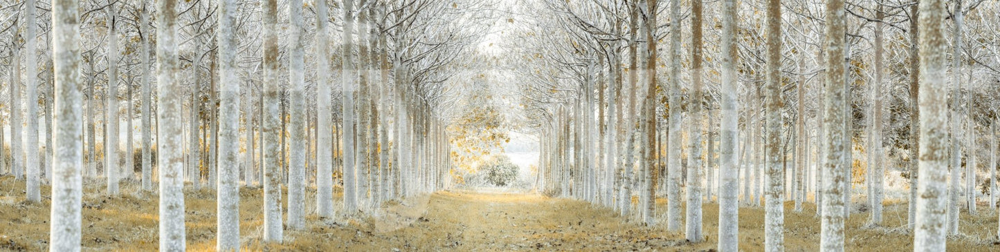 Perfectly Aligned Trees in Forest Wall Mural