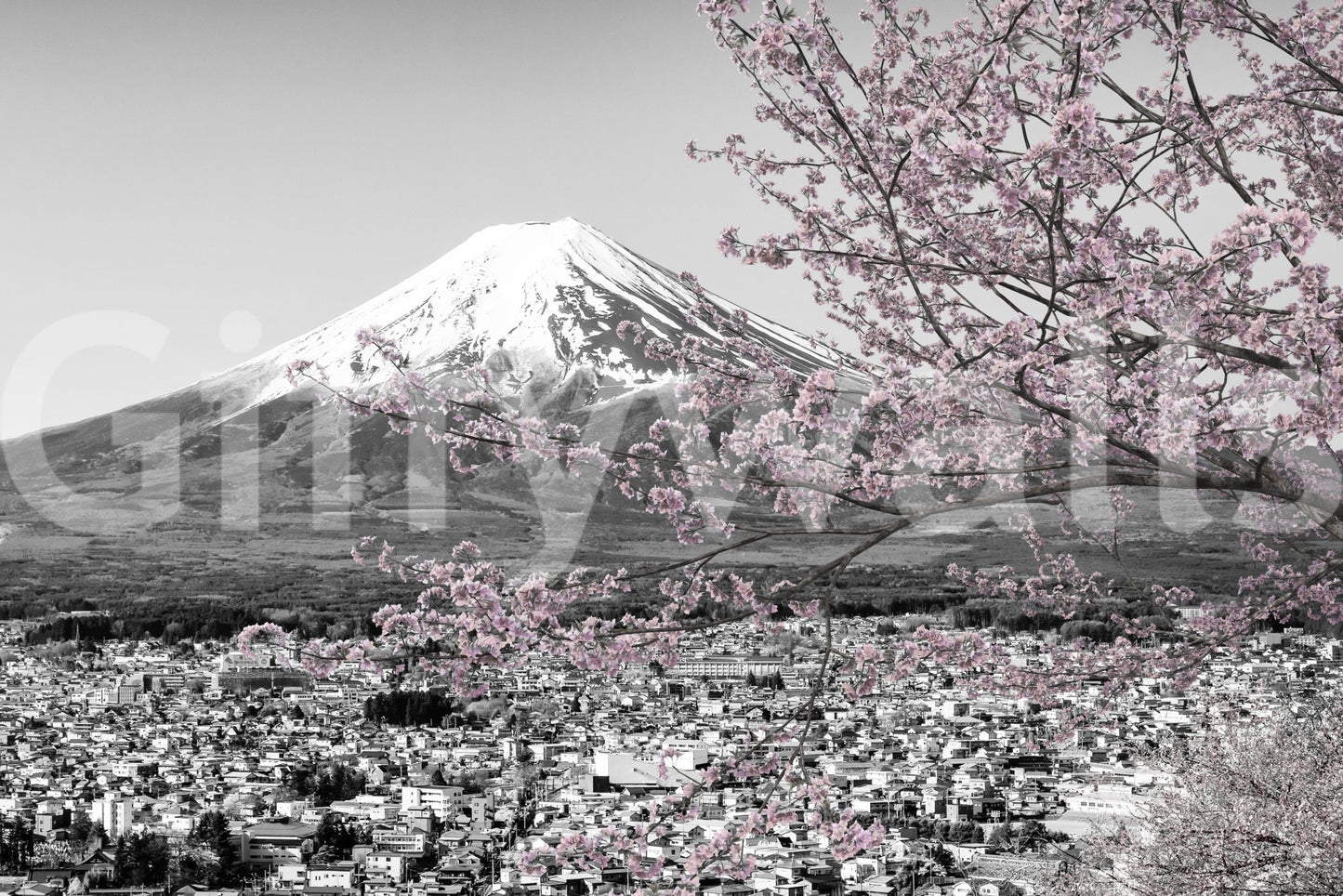 Picturesque view of Mount Fuji during cherry blossom season | colorkey Wall Mural