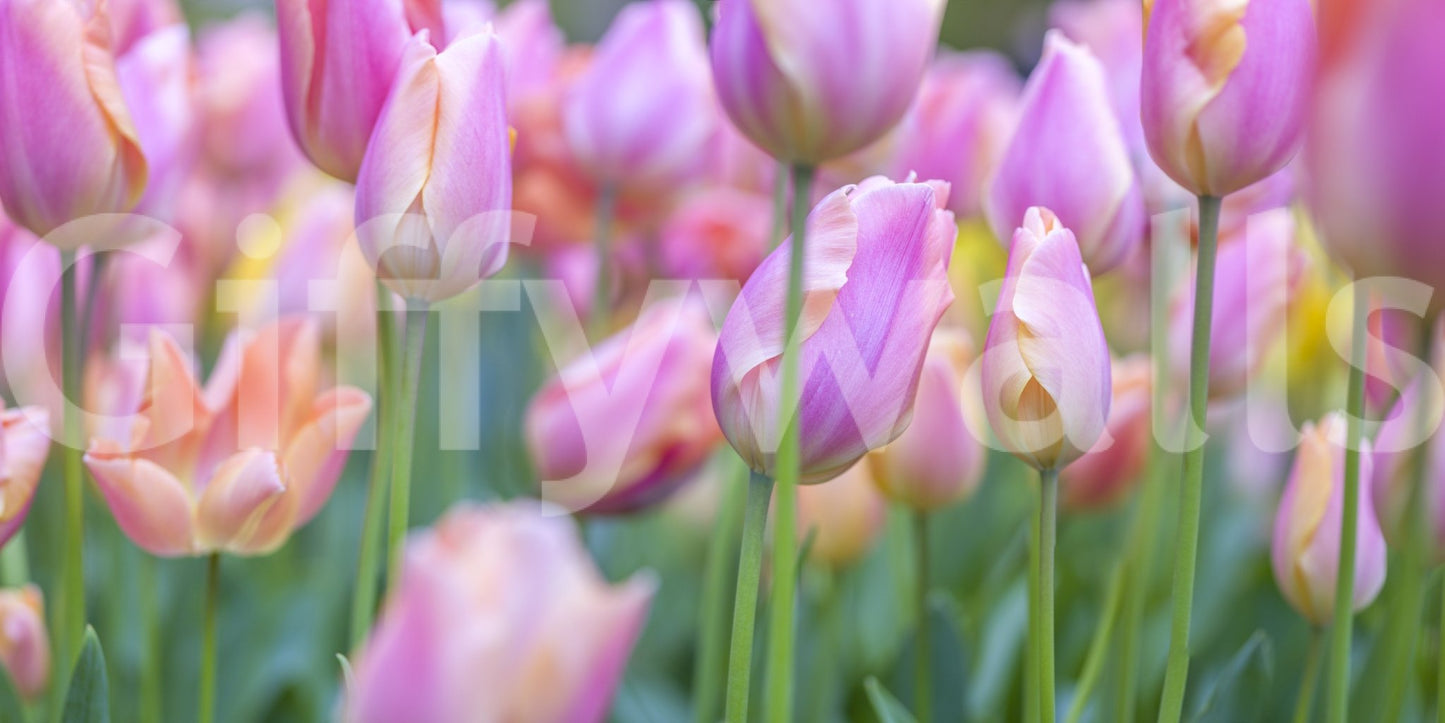 The image feels peaceful and restful.