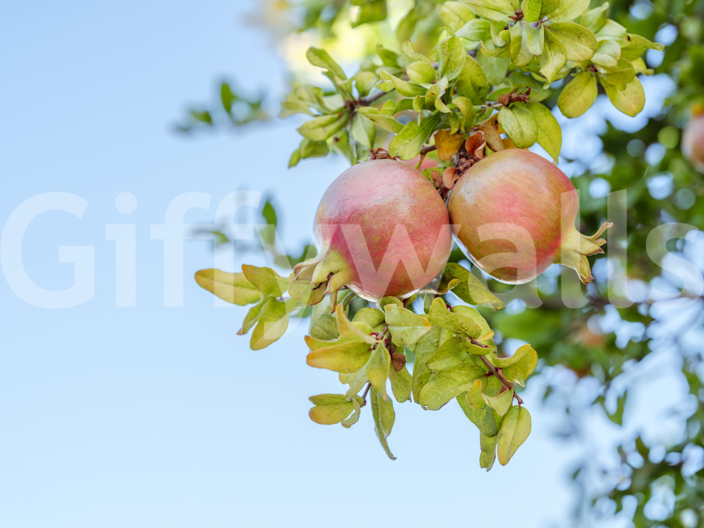 A high-quality serene botanical wall mural for walls.