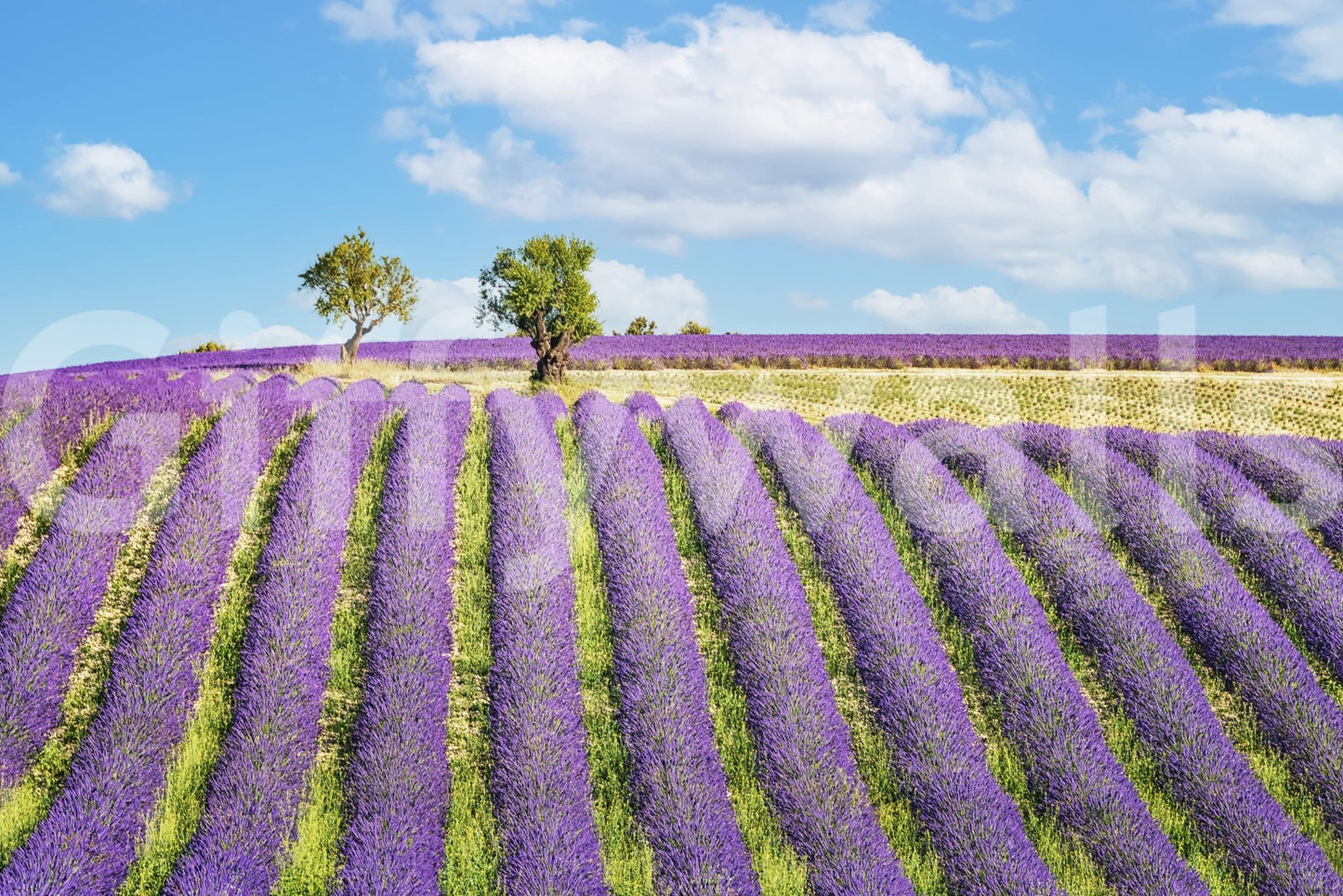 Provence Dreams Wall Mural