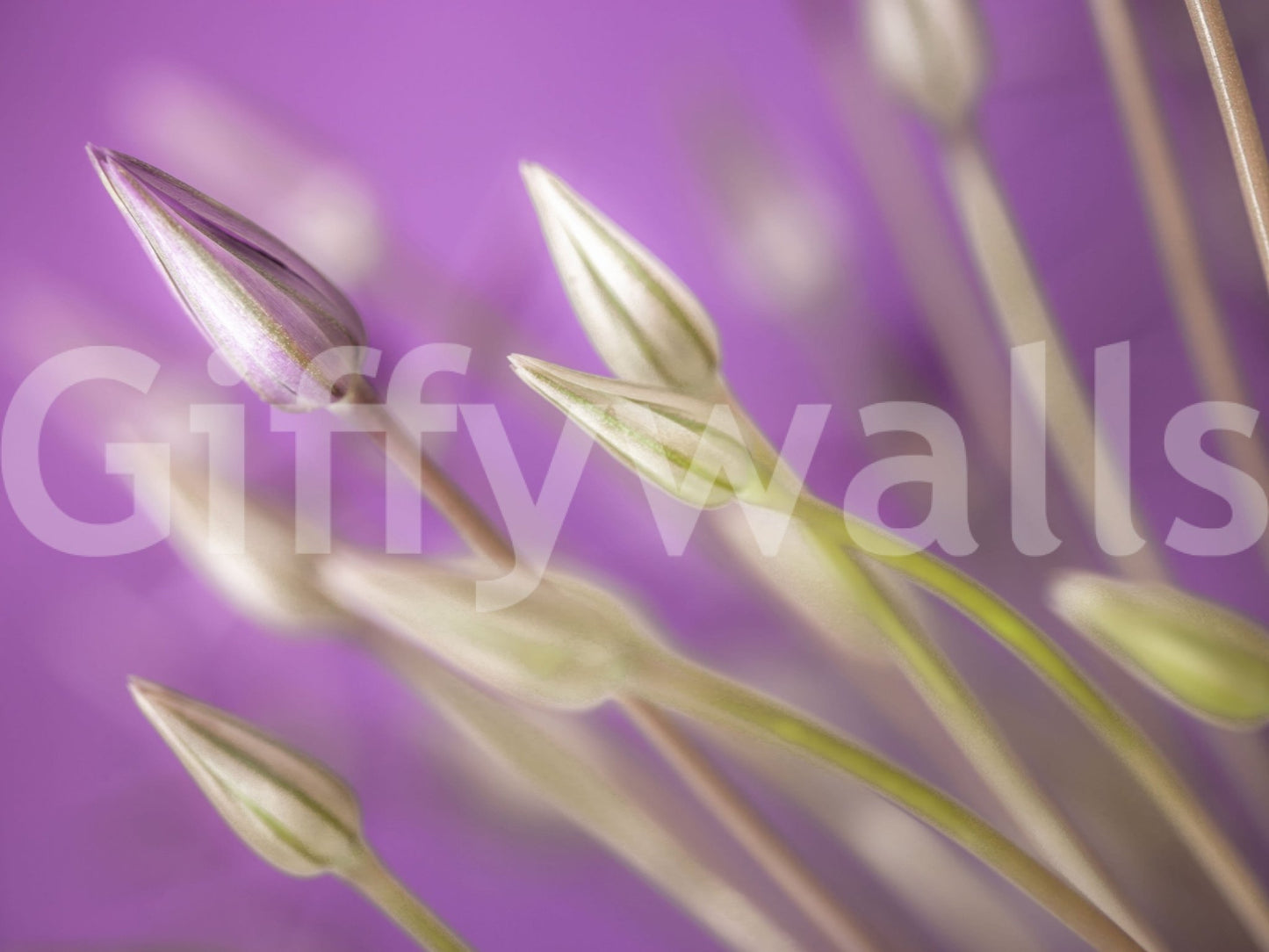 Fresh botany illustration, Purple Alliums wall decor panel beautiful.