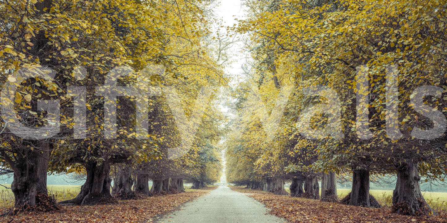 Long road with autumn trees