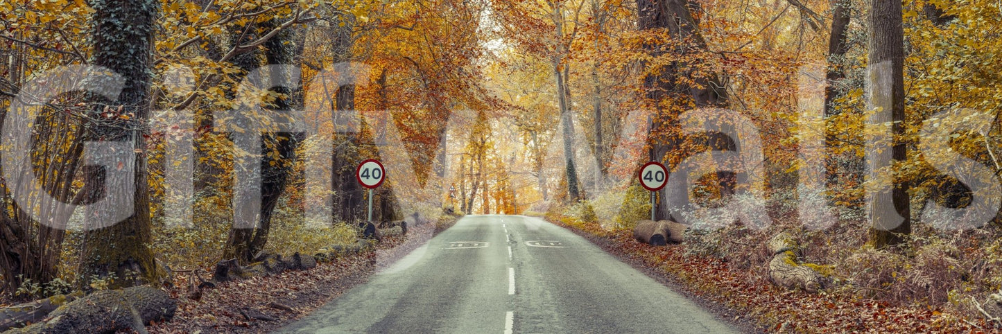 Scenic Drive Through Fall Colors Wall Mural