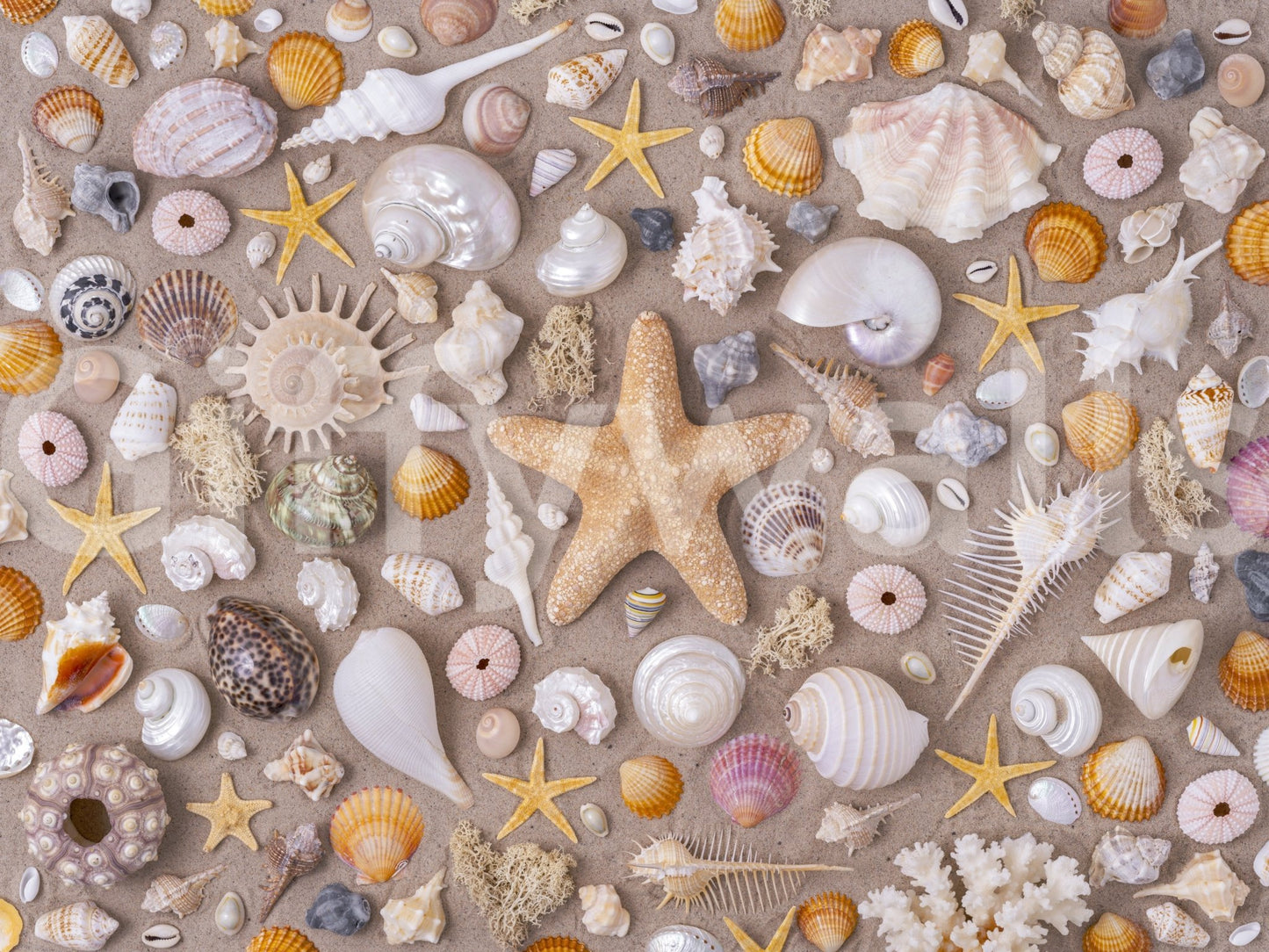 Detailed seashell print