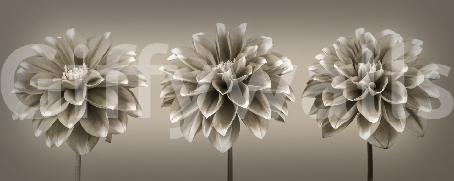 Sepia Dahlia Trio wall decor large format photo style print