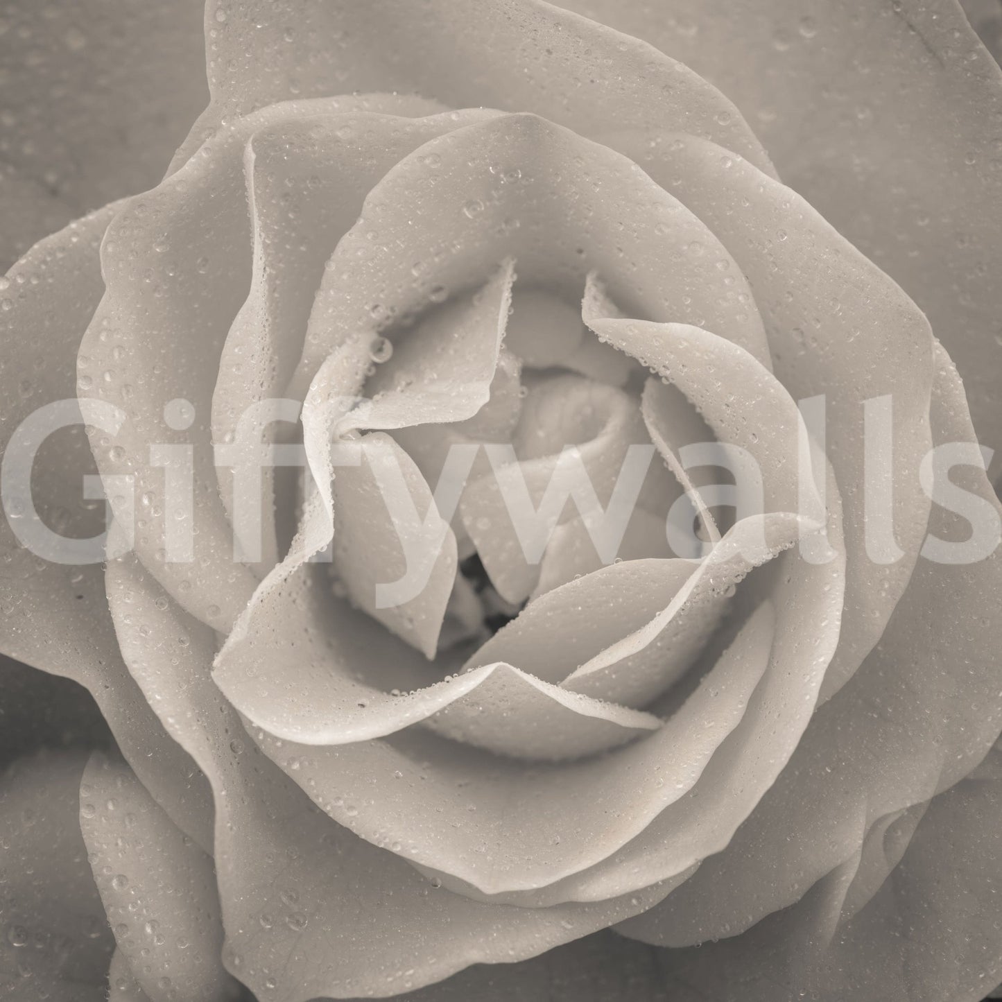 Blooming Sepia Rose Wall Mural in warm grey tones for serene spaces.