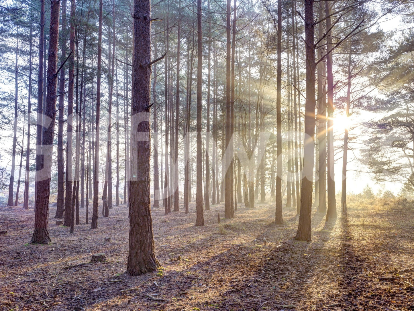 Shrouded in Mystery Wall Mural for a dramatic dining room wallpaper.
