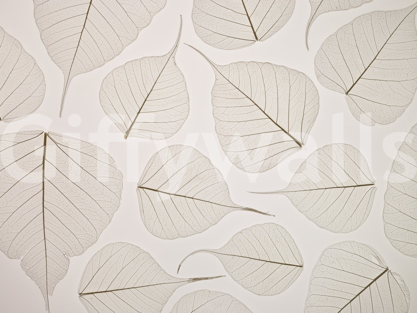 Soft natural texture in Skeletal Leaves wall mural