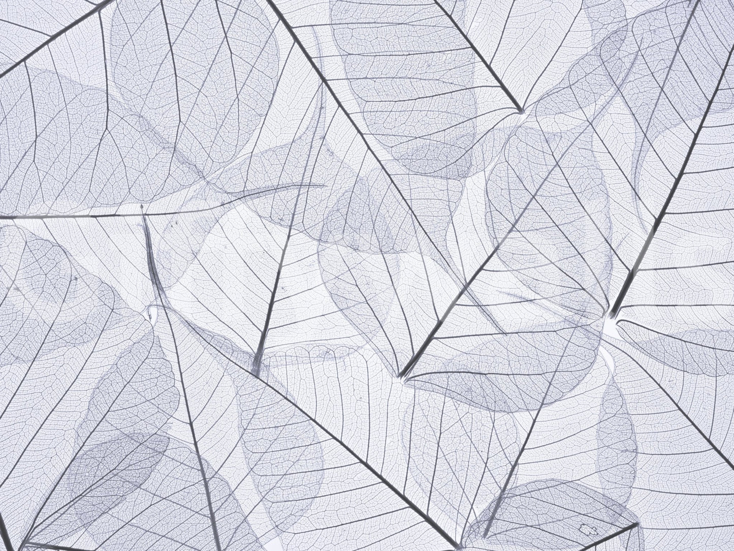 Skeleton Leaves wallpaper subtle organic overlapping leaves.