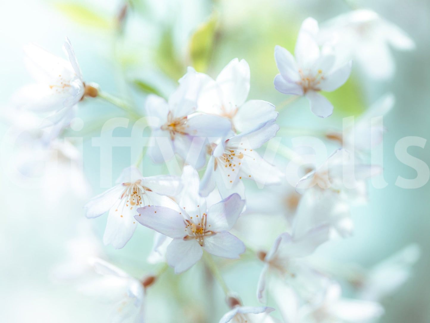 Contemporary Springtime Blossoms Wall Mural for a feature wall.