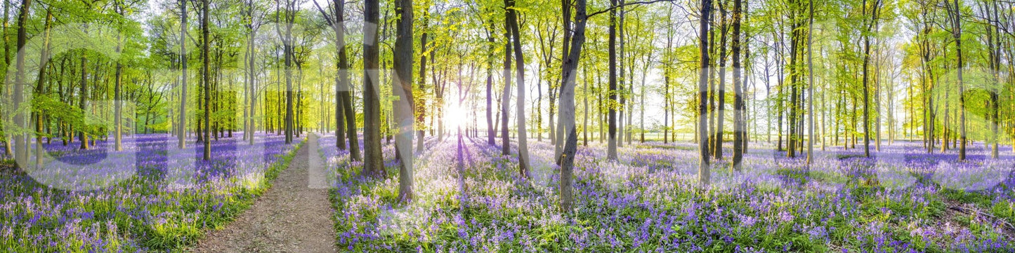 The image feels peaceful and restful, like a quiet walk.