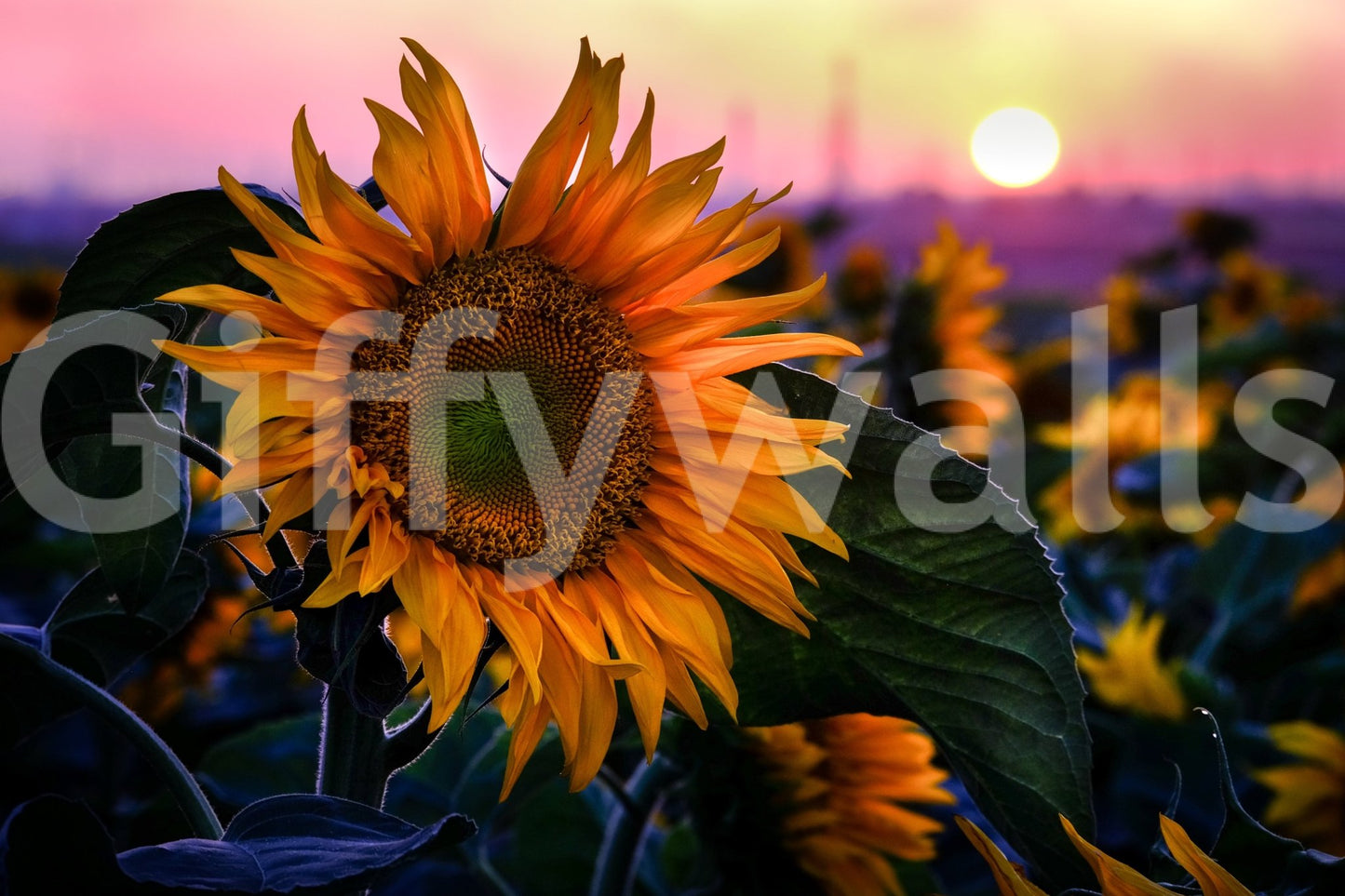 Captures the essence of a radiant sunflower field at sunset.