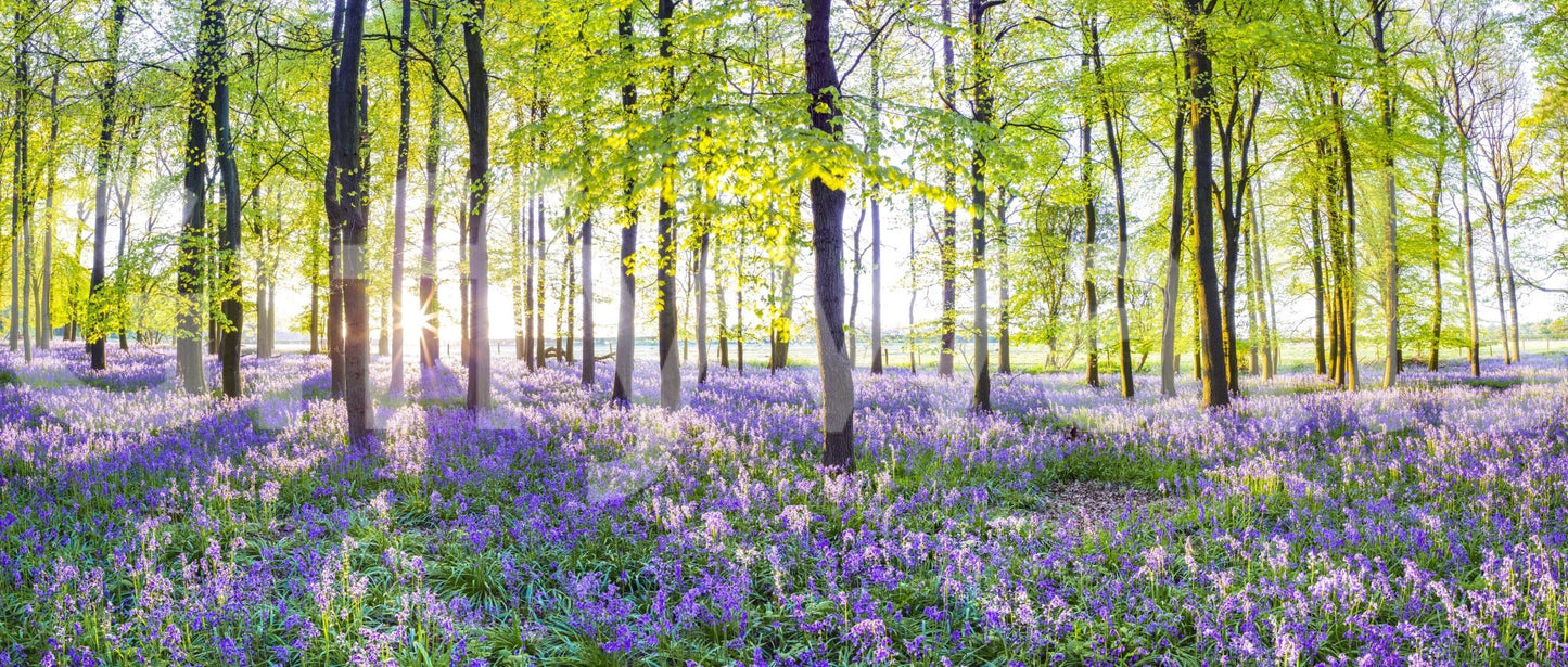 Sunlight streaming through bluebell woods