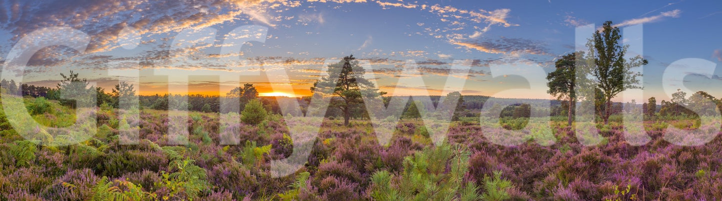 The image feels peaceful and restful.