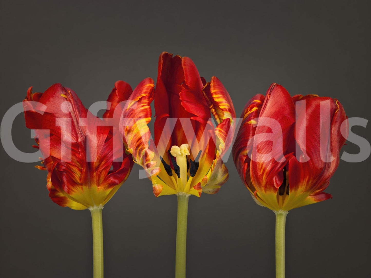 Decorative wall mural featuring bold tulip trio