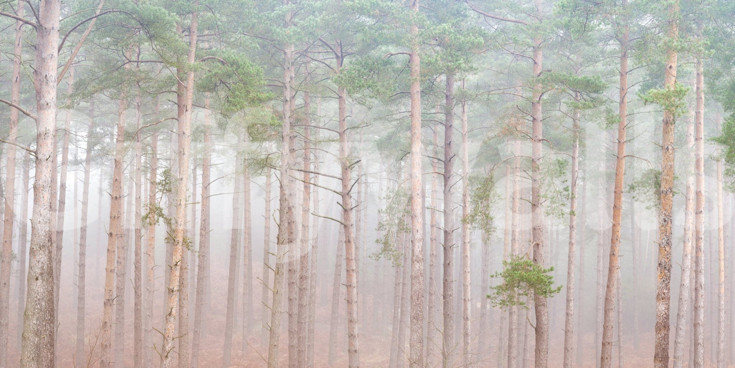 Features tall, straight tree trunks.