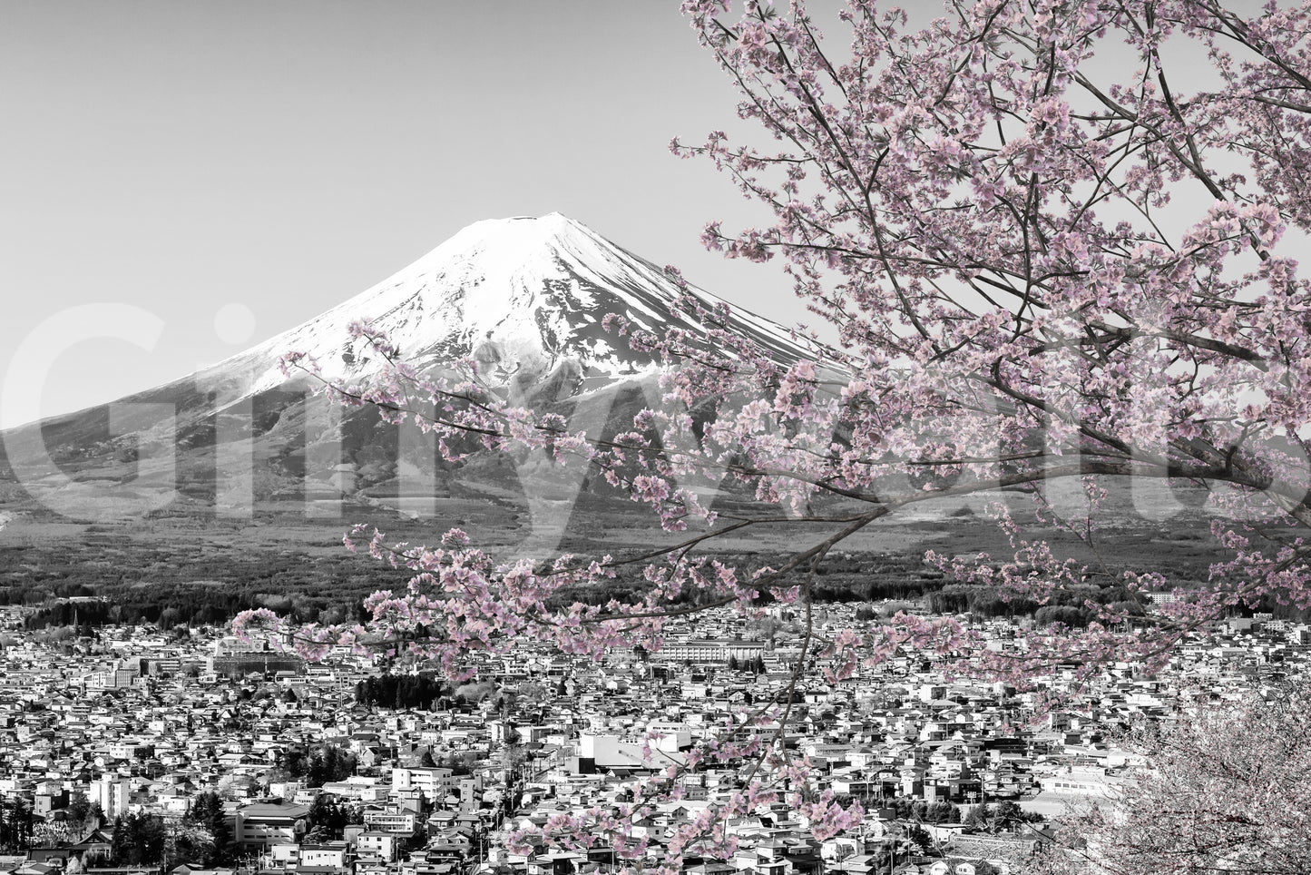 Picturesque view of Mount Fuji during cherry blossom season | colorkey Wall Mural
