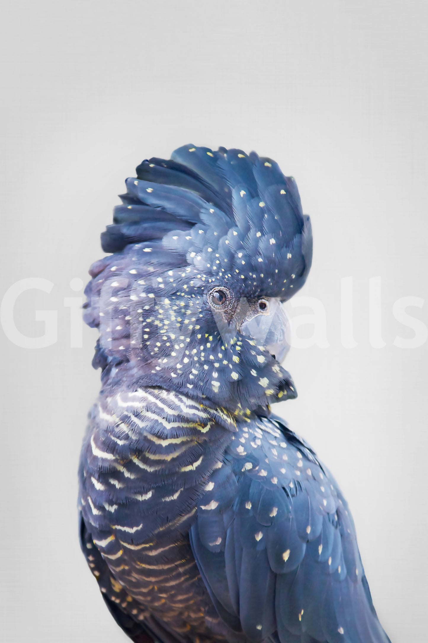 Mysterious wall mural with a black cockatoo focal point