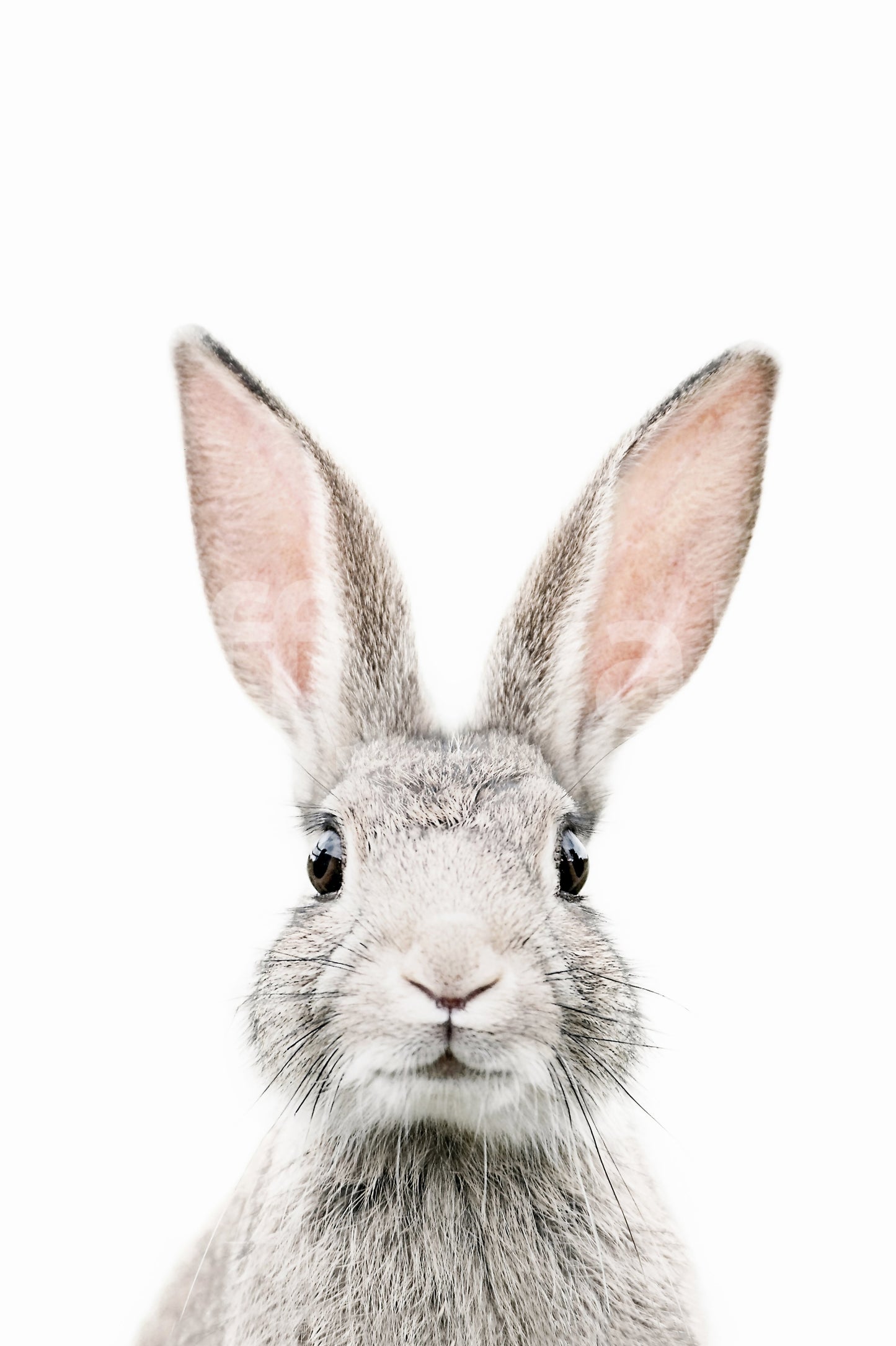 Fun and cheerful bunny mural for kids' wall