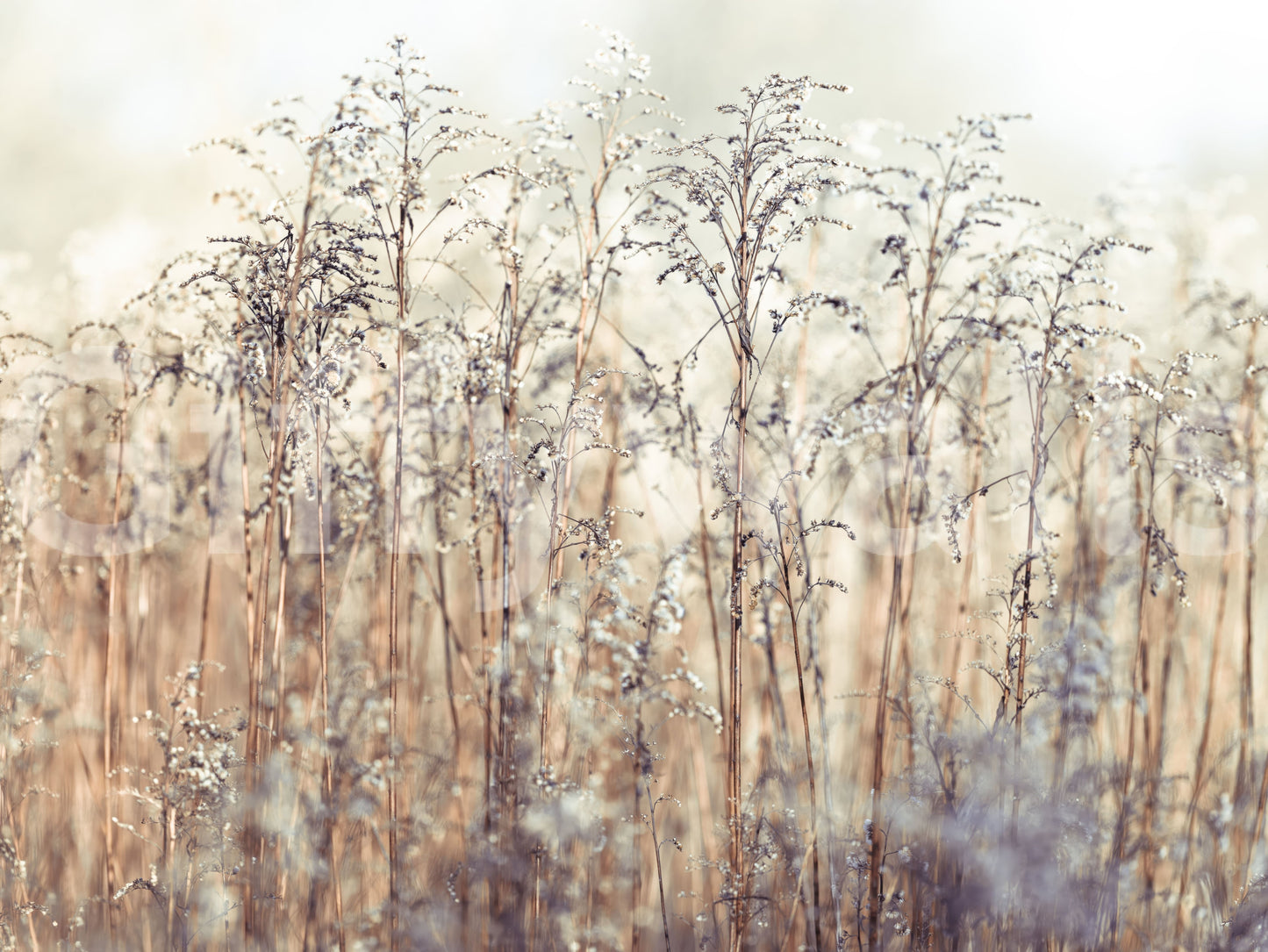 Lush Green Grass Reeds Mural for a Calm Ambience