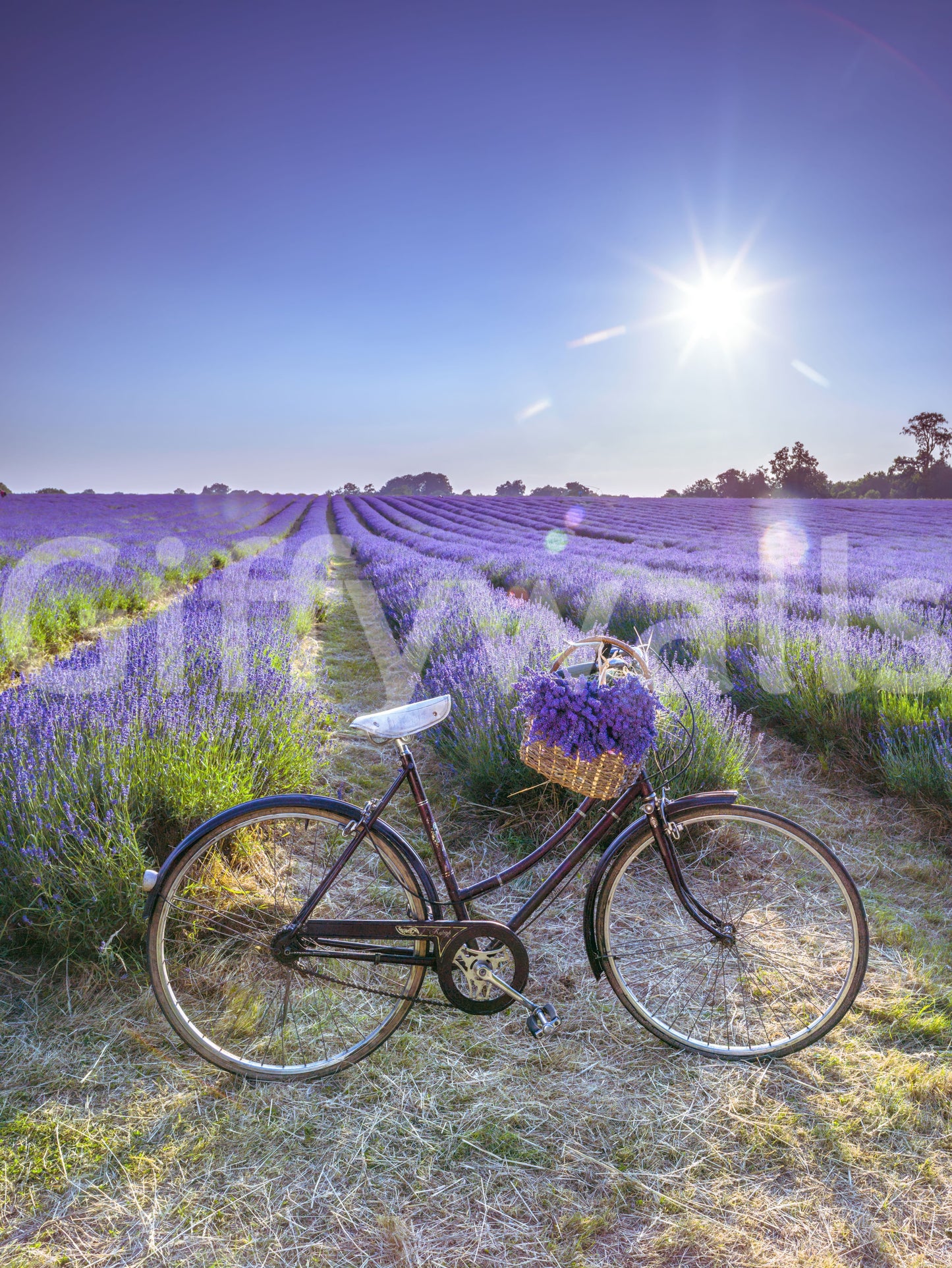 Lavender field mural featuring bicycle scenery