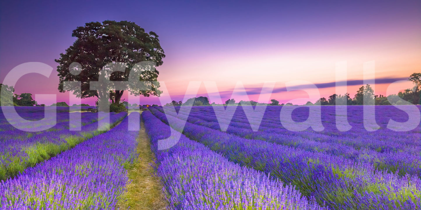 Beautiful lavender field mural capturing golden hour light.