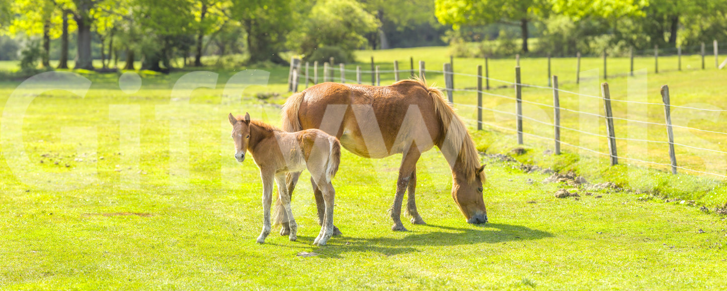 Horse with Foal Wall Mural