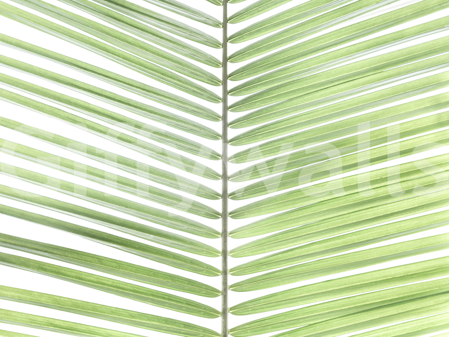 Mural wallpaper with light tropical greenery